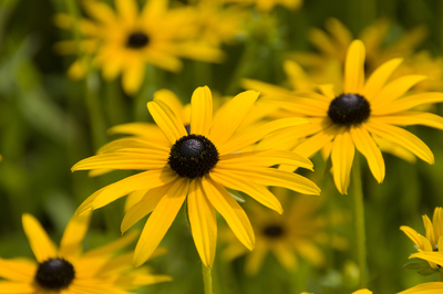 Rudbeckia yellow daisy