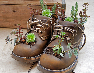 succulents planted in brown laceup gardening boots