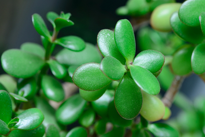 cressula ovata money tree jade plant