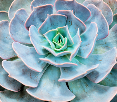 Echivera succulent plant