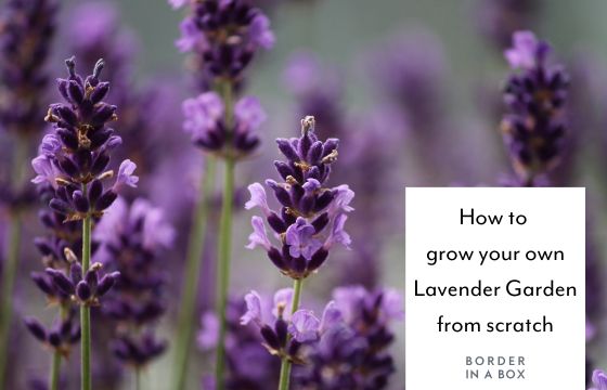 purple lavender blog header
