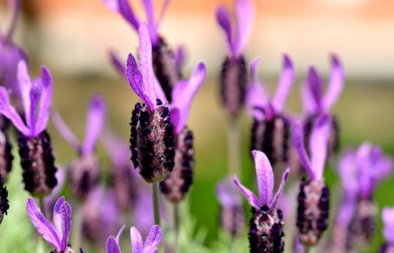 french lavender flowers with ears