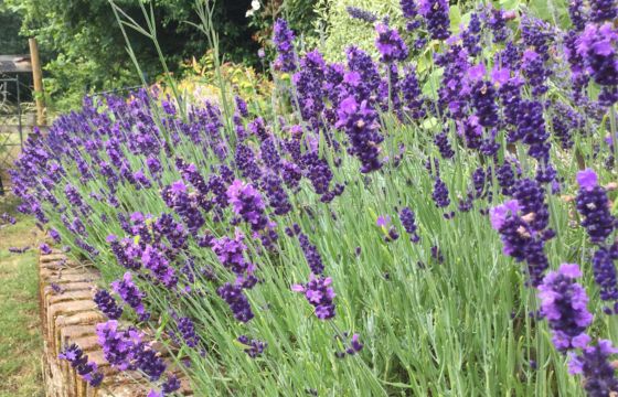 lavender hidcote