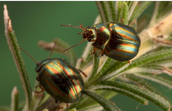 rosemary beetle