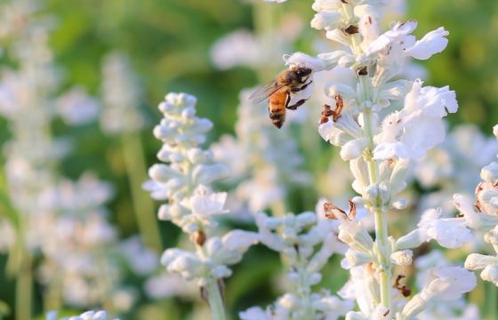 white flowering lavender with a bee