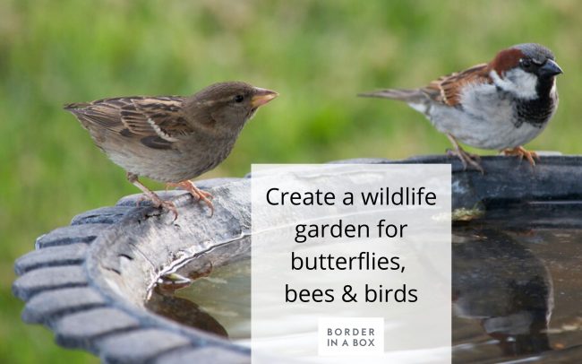 blog header create a wildlife garden