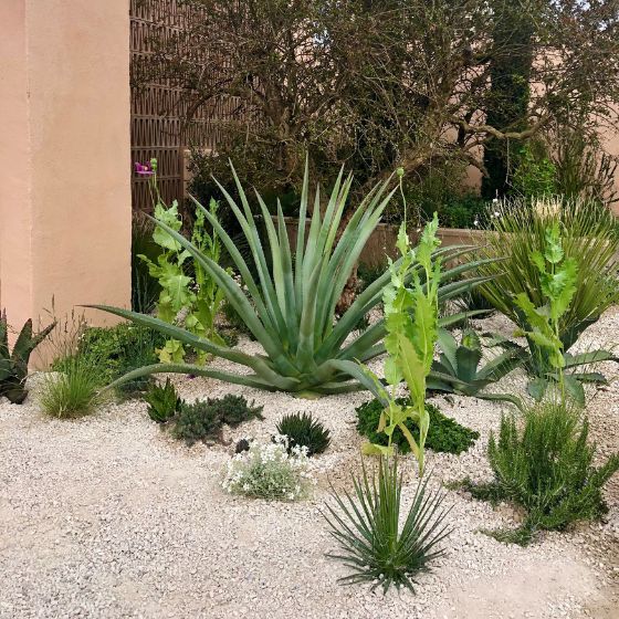 gravel garden at RHS Chelsea