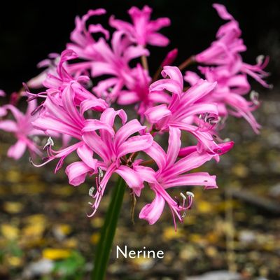 Nerine pink flowering bulb