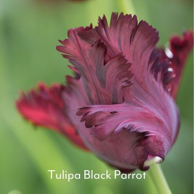 tulipa black parrot flower