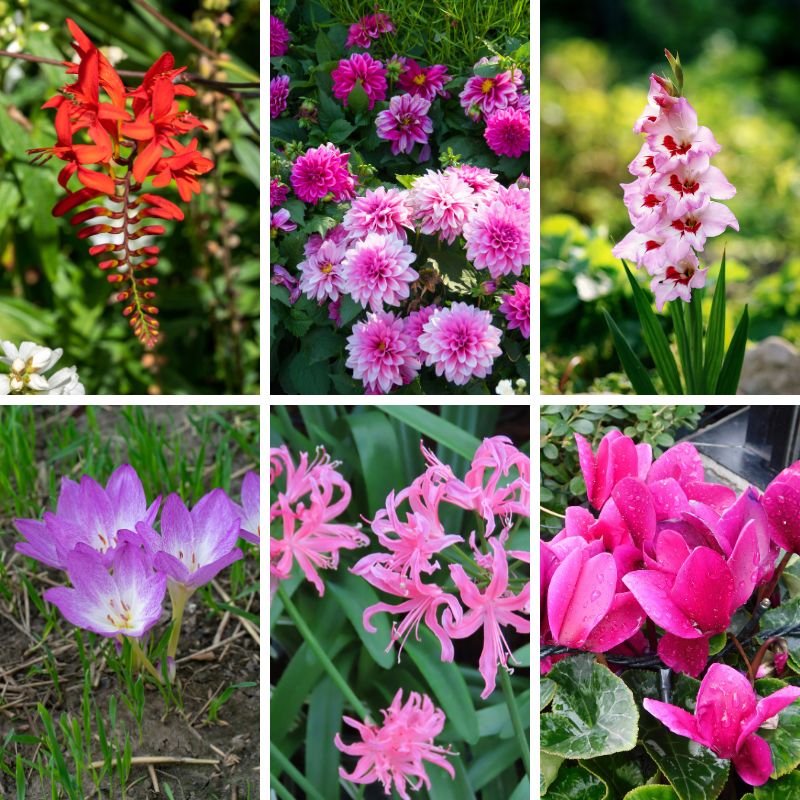 flowering bulbs from july to december