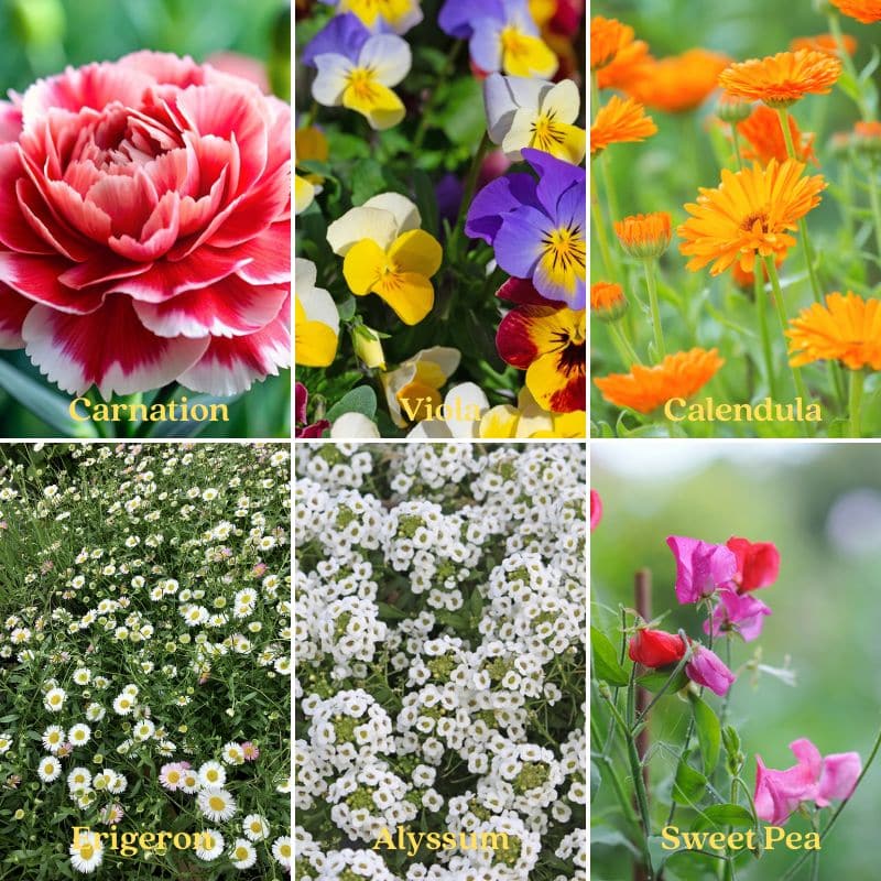 birth flowers from january to june