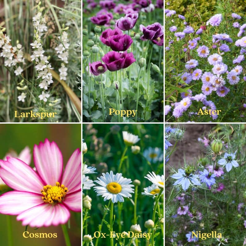 Birth Flower Seed Calendar 2027 flowers jul to dec (800 x 800 px)