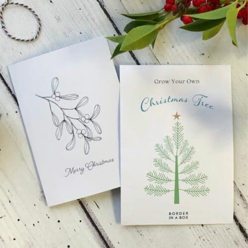 christmas card, white background mistletoe illustration and a grow your own christmas tree seed envelope