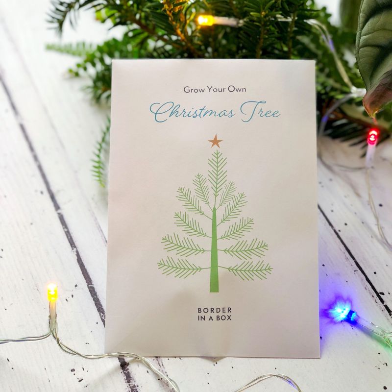 grow your own christmas tree seed envelope
