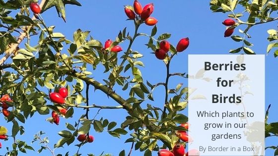 red rosehips against blue sky