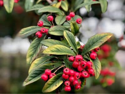 cotoneaster red berries