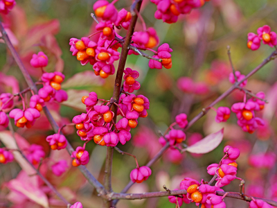 Euonymus berries