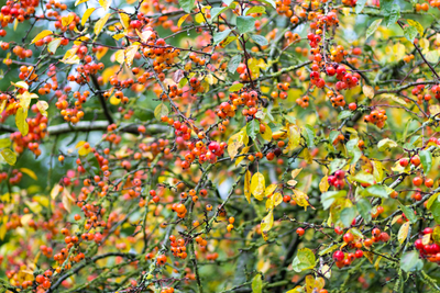 Malus evereste crab apples