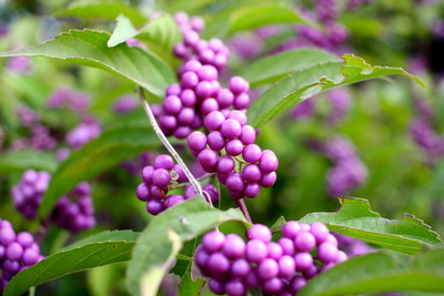 calicarpa purple berries