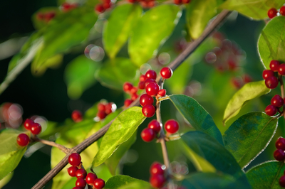 honeysuckle berries