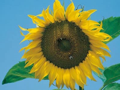 yellow sunflower with bees
