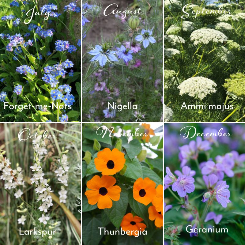 flower photos forget me nots nigella ammi majus larkspur geranium and thunbergia black eyed susan