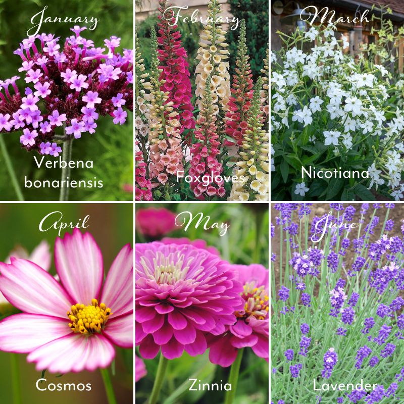 flower photos verbena foxglove nicotiana cosmos zinnia lavender