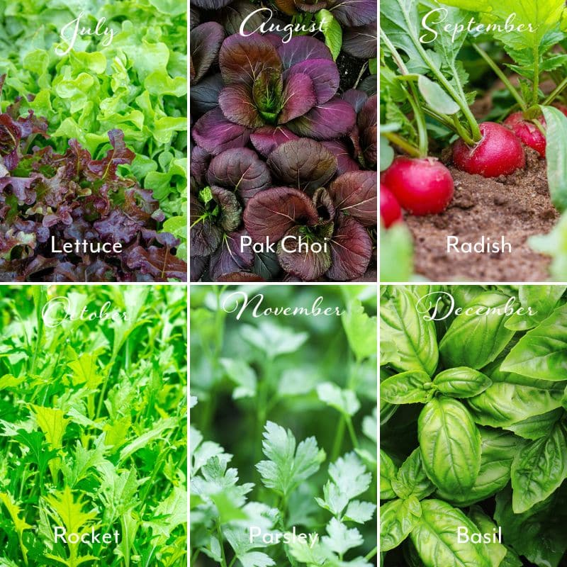 veg photos lettuce pak choi radish rocket parsley basil