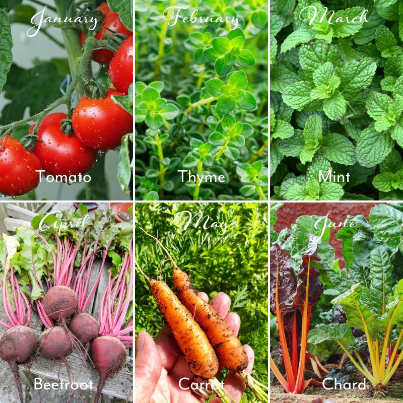 veg photos tomato beetroot carrot chard thyme mint