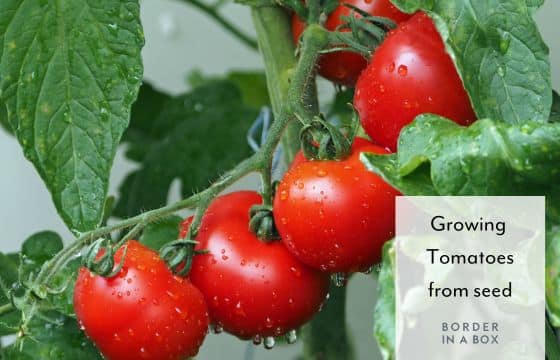 How To Grow Tomatoes From Seed - Border in a Box