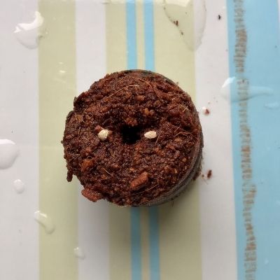 coir disk with tomato seeds