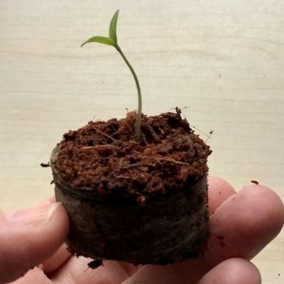 tomato seedling growing in coir 19 days old