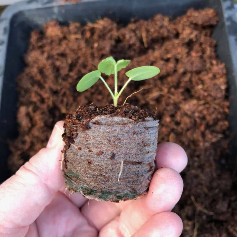 seedling in coir compost disk