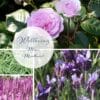 mini mood board for wellbeing garden design kit roses lavender salvia carex