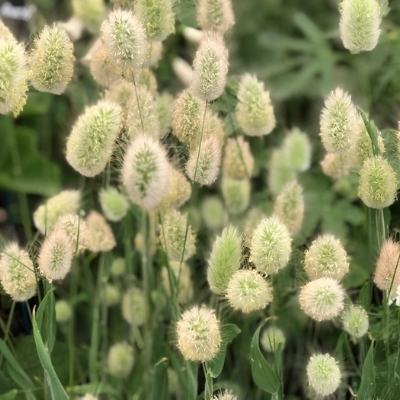 bunny tail grass