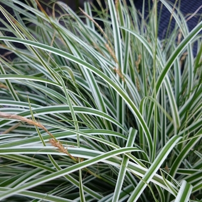 carex grass