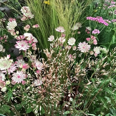 stipa tenuissima astrantia combo