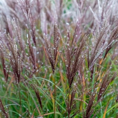 miscanthus grass