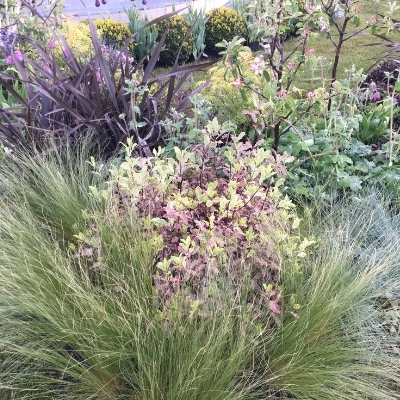 pittosporum stipa tenuissima grasses