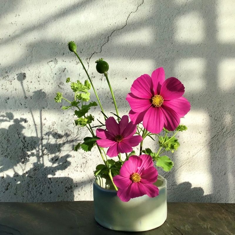 ikebana style bowl with pink cosmos flowers