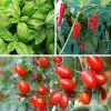 Grow your own pizza plants