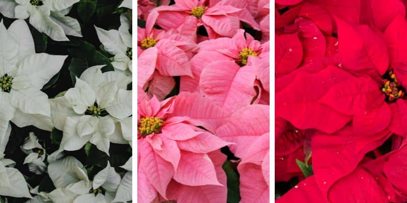 poinsettia white pink and red bracts