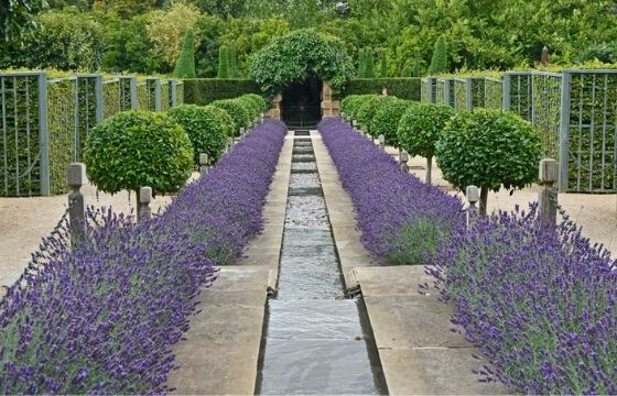 lavender border lollipop trees