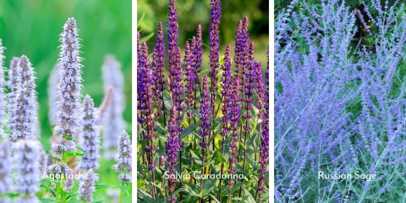 agastache salvia caradonna russian sage