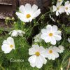 white cosmos purity flowers