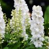 larkspur white king flowers