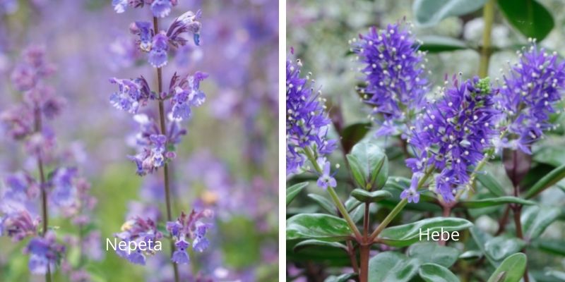 Nepeta Hebe