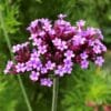 verbena bonariensis purple flower