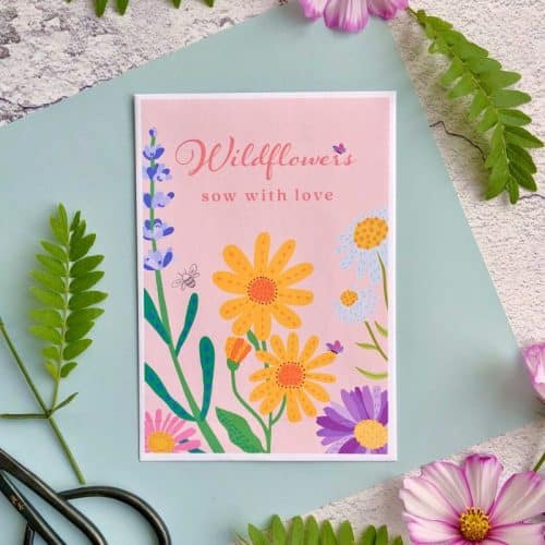 wildflower seed packet pretty pink floral illustration