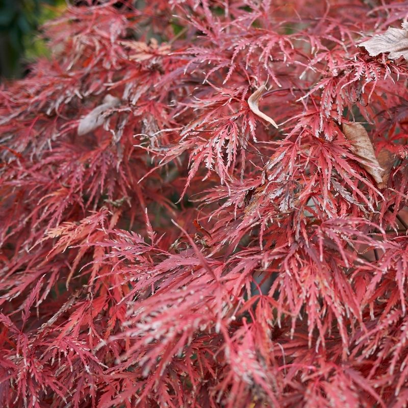 japanese maple Acer palmatum 'Dissectum Atropurpureum'